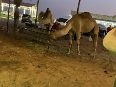 24.95992777777778,55.70252222222223