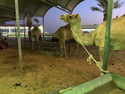 24.95990833333333,55.70251944444445