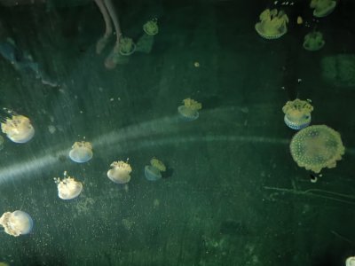 46.15333333333333,-1.15027777777778