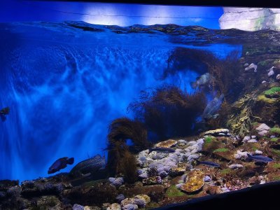 46.15343856805556,-1.15044045444444