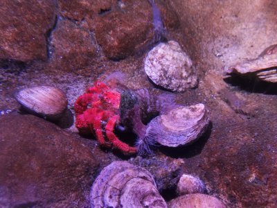 46.15343856805556,-1.15044045444444