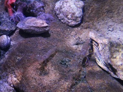 46.15302276611111,-1.15142428861111