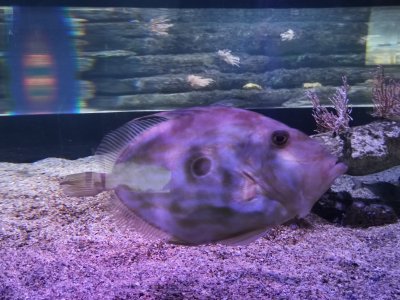 46.15298080416667,-1.150517225