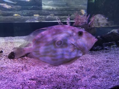 46.15298080416667,-1.150517225