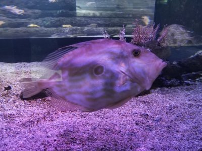 46.15298080416667,-1.150517225