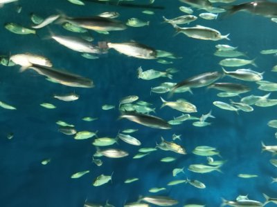 46.15326690666667,-1.15050184722222