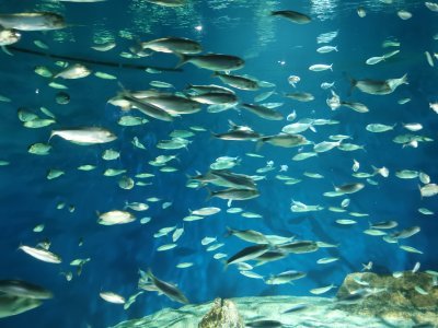 46.15304946888889,-1.15062224861111