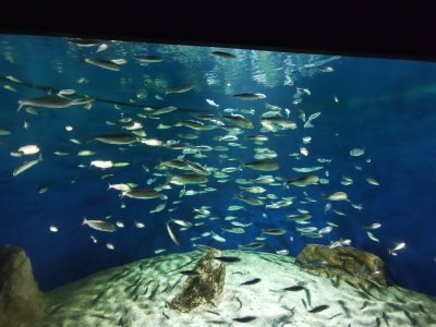 46.15308380111111,-1.15052485444444