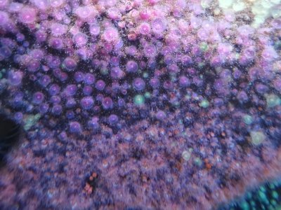 46.15301895138889,-1.15063095083333