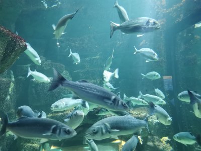 46.15302658055555,-1.15111231777778