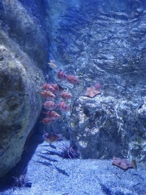 46.15302658055555,-1.15111231777778