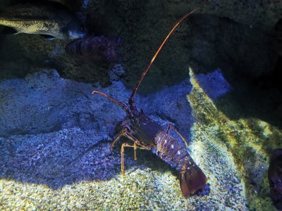 46.15301895138889,-1.15064716333333