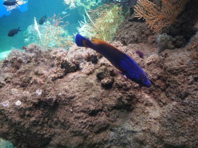 46.15299606305555,-1.15065228916667