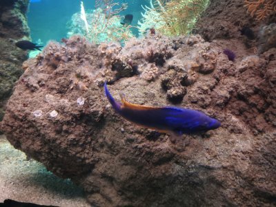 46.15299606305555,-1.15065228916667