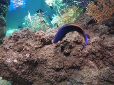 46.15299606305555,-1.15065228916667