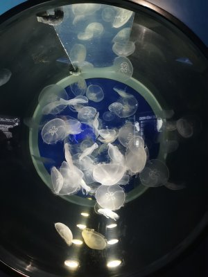 46.1532554625,-1.15065145472222