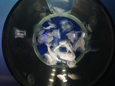 46.1532554625,-1.15065145472222