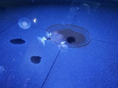 46.15326309194445,-1.15063941472222