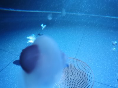 46.15326309194445,-1.15063941472222