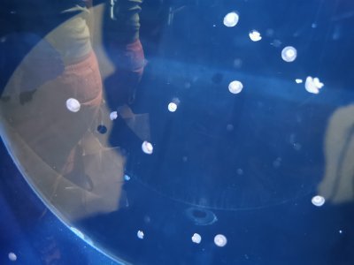 46.15326309194445,-1.15063941472222