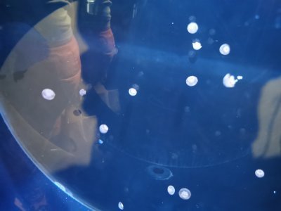 46.15326309194445,-1.15063941472222