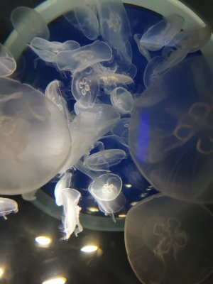 46.15326309194445,-1.15063941472222