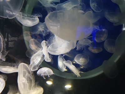 46.15326309194445,-1.15063941472222