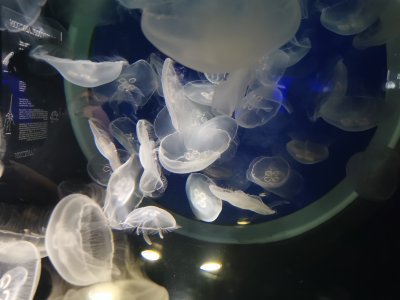 46.15326309194445,-1.15063941472222