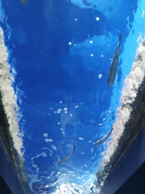 46.15344238277778,-1.15044796444444