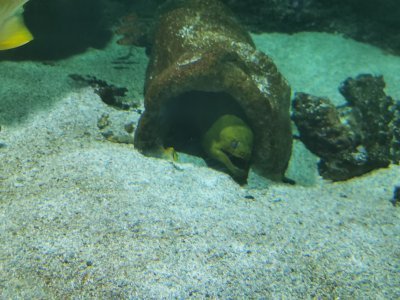 46.15316772444444,-1.15077853194444