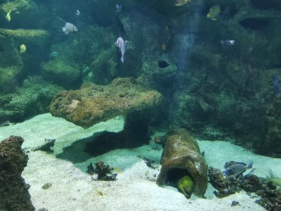 46.15316772444444,-1.15077853194444