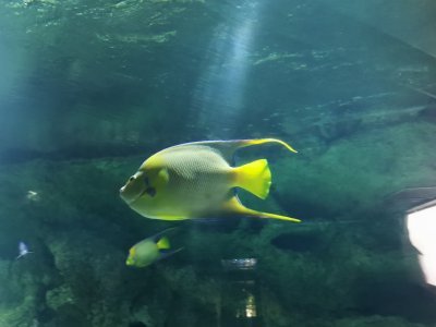 46.15316772444444,-1.15077853194444