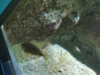 46.15306854222222,-1.15112698055556