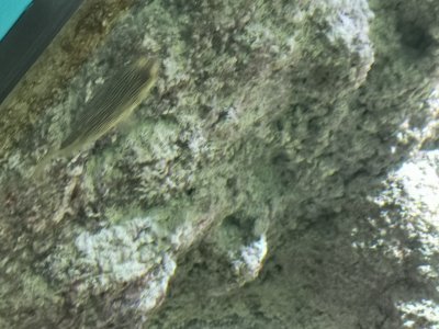 46.15321350083333,-1.15071415888889