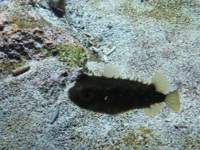 46.15321350083333,-1.15071415888889