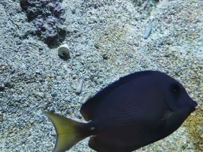 46.15324783305555,-1.15067195888889