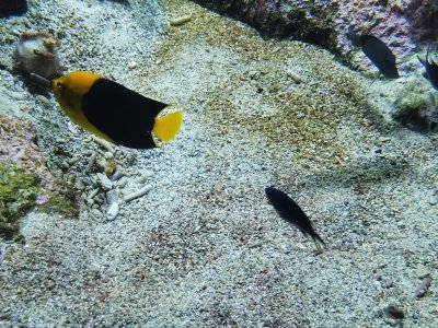 46.15324783305555,-1.15067195888889