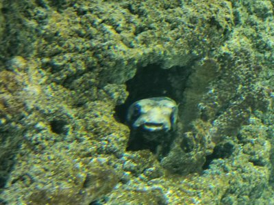 46.15326309194445,-1.15064394472222