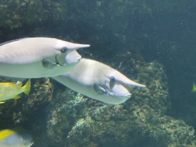 46.15309906,-1.15086817722222