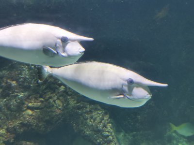 46.15309906,-1.15086817722222