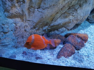 46.15280532833333,-1.15023291083333