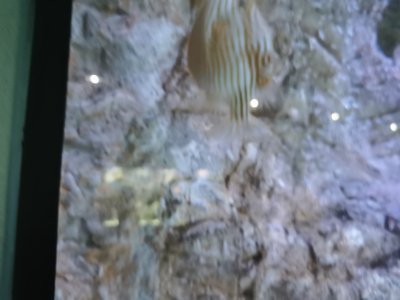 46.15280532833333,-1.15023291083333