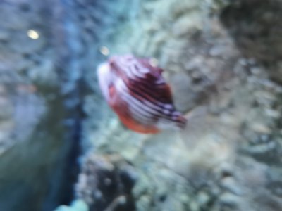 46.15280532833333,-1.15023291083333