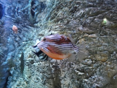 46.15280532833333,-1.15023291083333