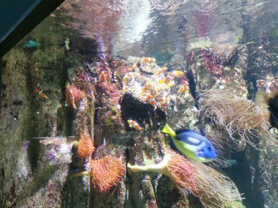 46.15155029277778,-1.14949250194444