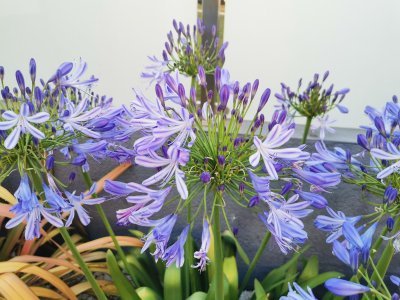 46.339401245,-0.40119922138889