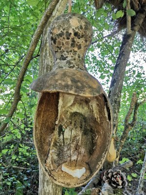 43.00165176388889,1.79603755472222