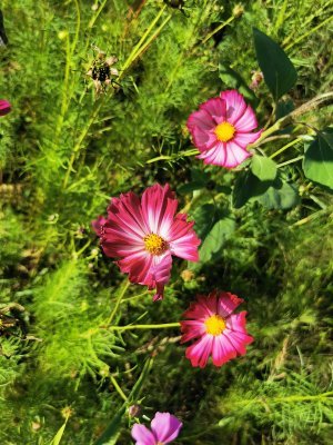 42.98410415638889,1.78276884555556