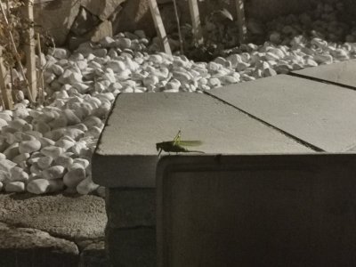 43.48876190166667,6.36831617333333