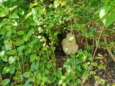 47.6489067075,2.68285131444444